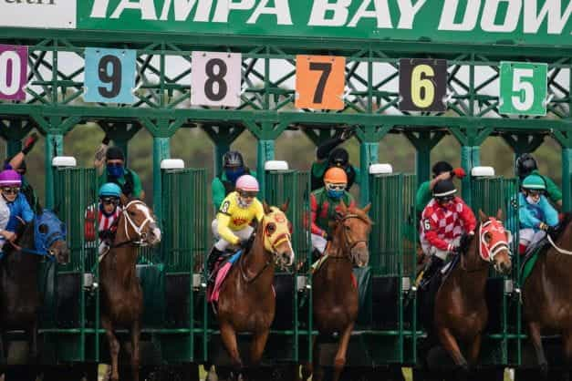 Horses at the starting line of a competitive race.